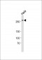 Human-AHCTF1 (S1232)  Antibody
